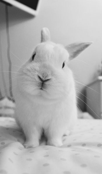 rabbit, pet, white Wallpaper 600x1024