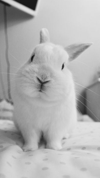 rabbit, pet, white Wallpaper 640x1136