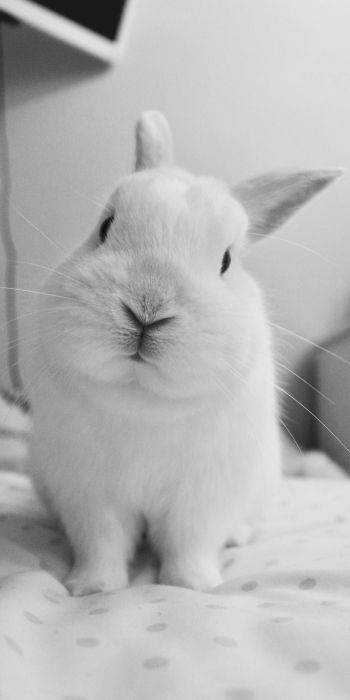 rabbit, pet, white Wallpaper 720x1440