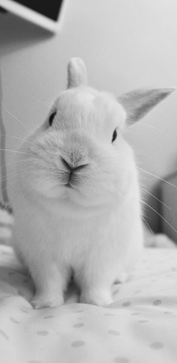 rabbit, pet, white Wallpaper 1080x2220