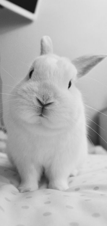 rabbit, pet, white Wallpaper 1080x2280