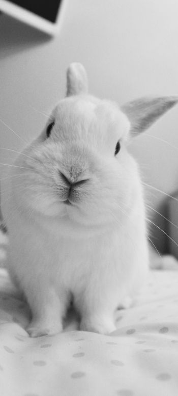 rabbit, pet, white Wallpaper 1440x3200