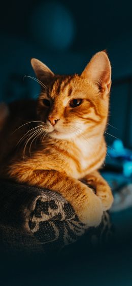 ginger cat, pet, look Wallpaper 828x1792