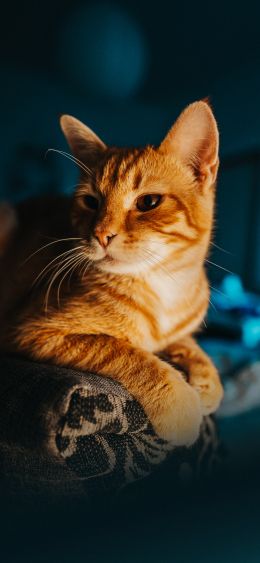 ginger cat, pet, look Wallpaper 1080x2340