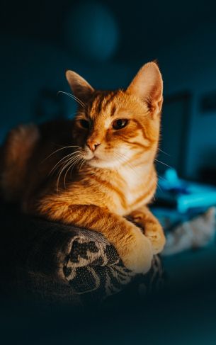 ginger cat, pet, look Wallpaper 1752x2800