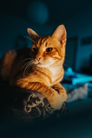 ginger cat, pet, look Wallpaper 640x960