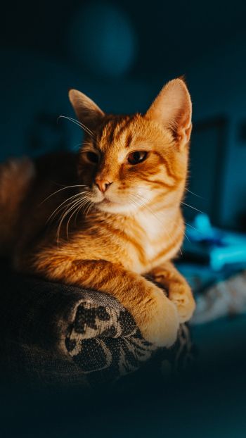 ginger cat, pet, look Wallpaper 1440x2560