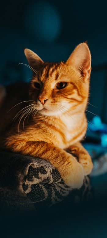 ginger cat, pet, look Wallpaper 1080x2400
