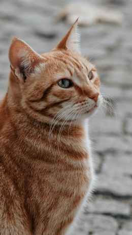 Обои 640x1136 рыжий кот, домашний питомец, взгляд