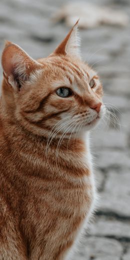 ginger cat, pet, look Wallpaper 720x1440