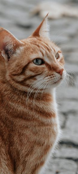 ginger cat, pet, look Wallpaper 1440x3200