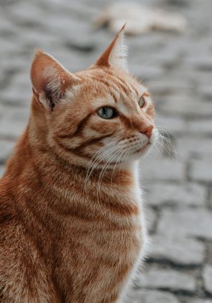 ginger cat, pet, look Wallpaper 1668x2388