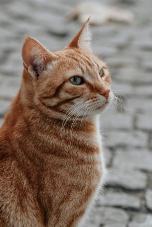 ginger cat, pet, look Wallpaper 4000x6000