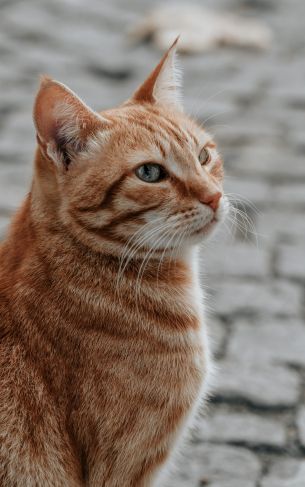 ginger cat, pet, look Wallpaper 1752x2800