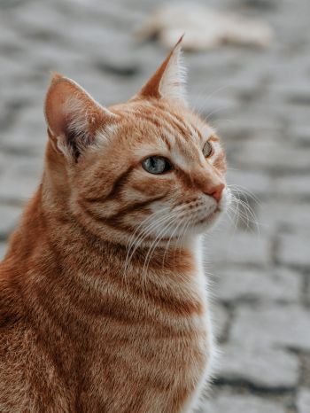 Обои 1620x2160 рыжий кот, домашний питомец, взгляд