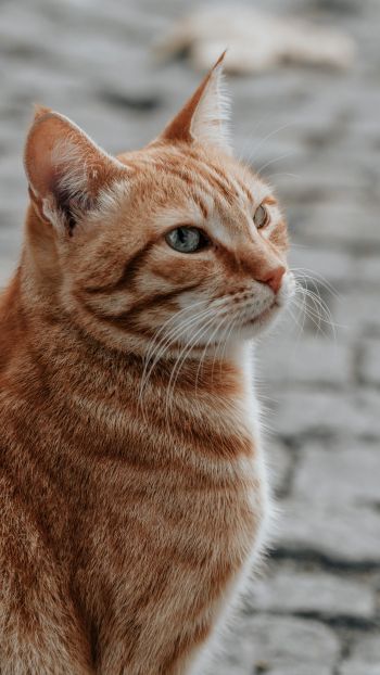 Обои 1440x2560 рыжий кот, домашний питомец, взгляд