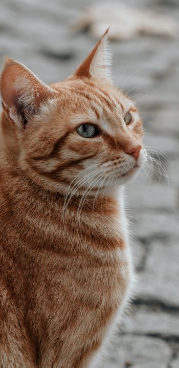 Обои 1080x2220 рыжий кот, домашний питомец, взгляд