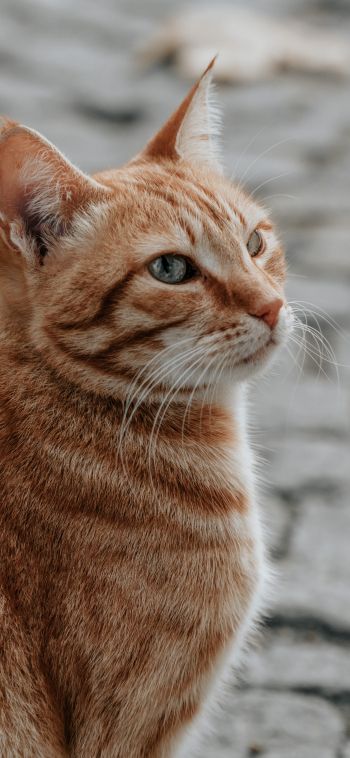 Обои 1080x2340 рыжий кот, домашний питомец, взгляд