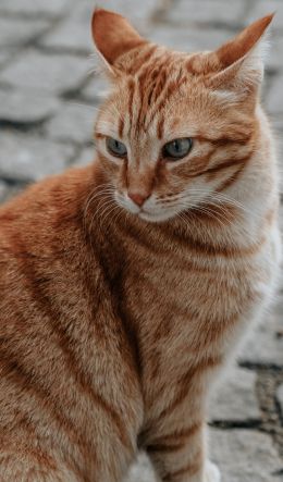 ginger cat, pet, look Wallpaper 600x1024