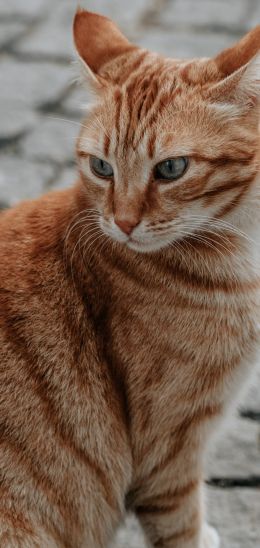 Обои 1080x2280 рыжий кот, домашний питомец, взгляд