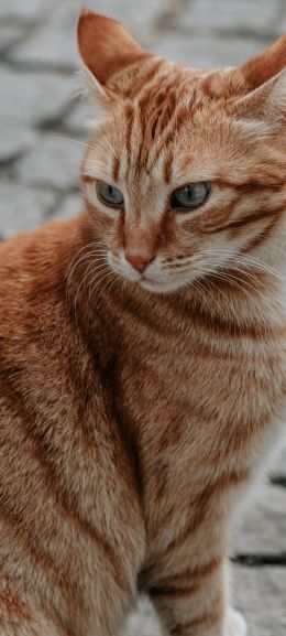 ginger cat, pet, look Wallpaper 1440x3200