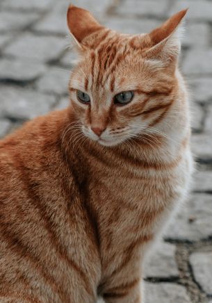 ginger cat, pet, look Wallpaper 1668x2388