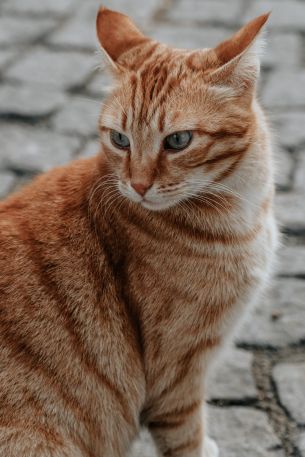 ginger cat, pet, look Wallpaper 4000x6000