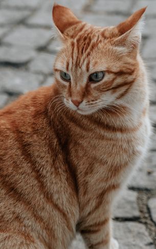 ginger cat, pet, look Wallpaper 1752x2800