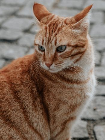 Обои 1536x2048 рыжий кот, домашний питомец, взгляд