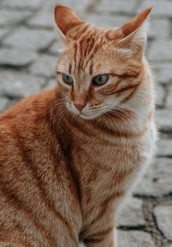 Обои 1668x2388 рыжий кот, домашний питомец, взгляд