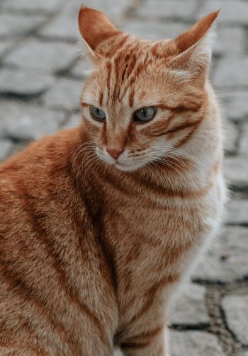Обои 1640x2360 рыжий кот, домашний питомец, взгляд