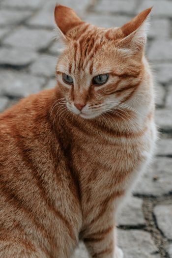 Обои 640x960 рыжий кот, домашний питомец, взгляд