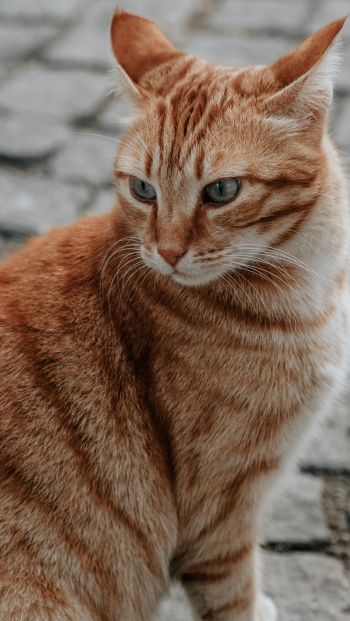 Обои 640x1136 рыжий кот, домашний питомец, взгляд