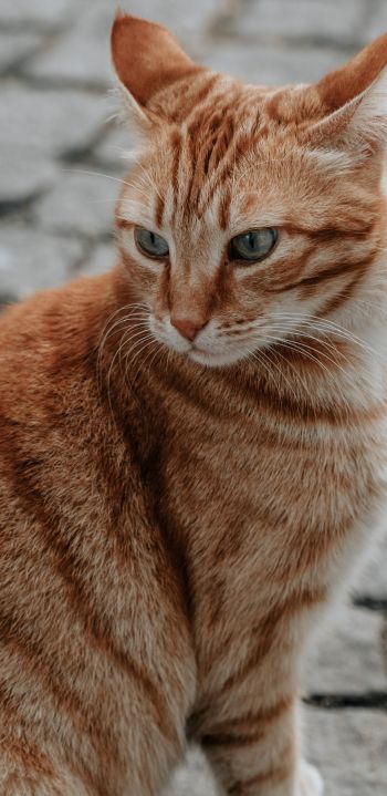 Обои 1440x2960 рыжий кот, домашний питомец, взгляд