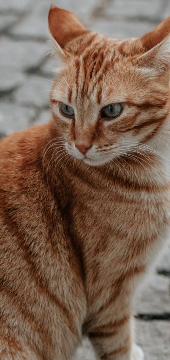 Обои 720x1520 рыжий кот, домашний питомец, взгляд