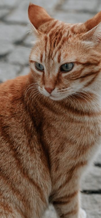 ginger cat, pet, look Wallpaper 828x1792