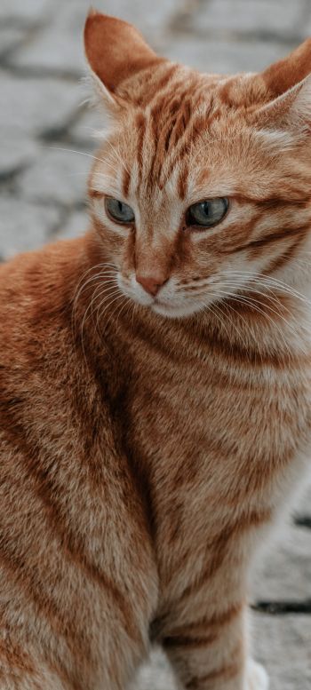 ginger cat, pet, look Wallpaper 720x1600