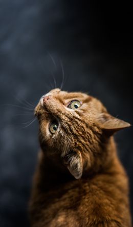 ginger cat, pet, look Wallpaper 600x1024