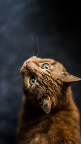 ginger cat, pet, look Wallpaper 640x1136