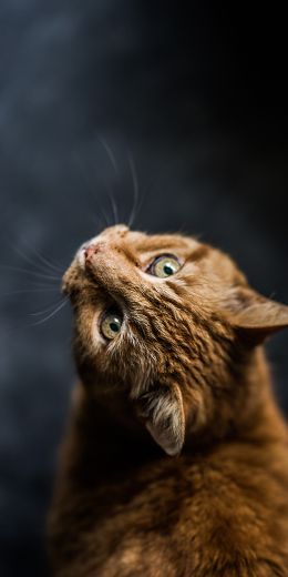 ginger cat, pet, look Wallpaper 720x1440