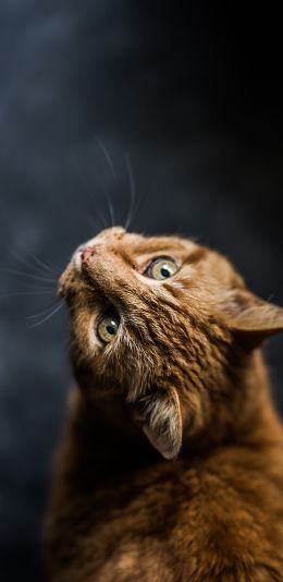 ginger cat, pet, look Wallpaper 1440x2960