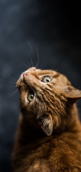 ginger cat, pet, look Wallpaper 1440x3040