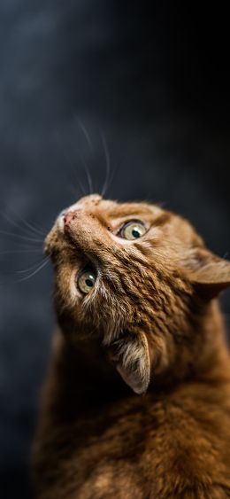 ginger cat, pet, look Wallpaper 1080x2340