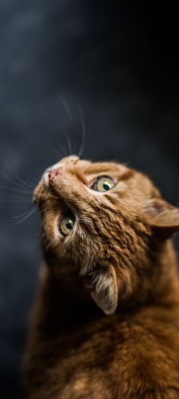 ginger cat, pet, look Wallpaper 1440x3200