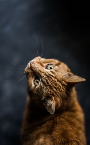 ginger cat, pet, look Wallpaper 800x1280