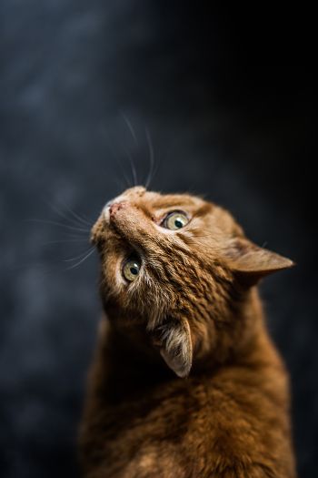 ginger cat, pet, look Wallpaper 640x960