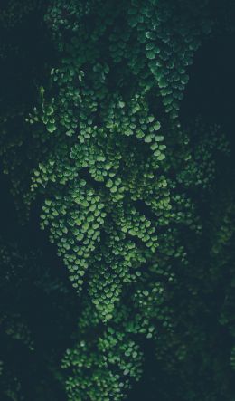 plant, leaves, green wallpaper Wallpaper 600x1024