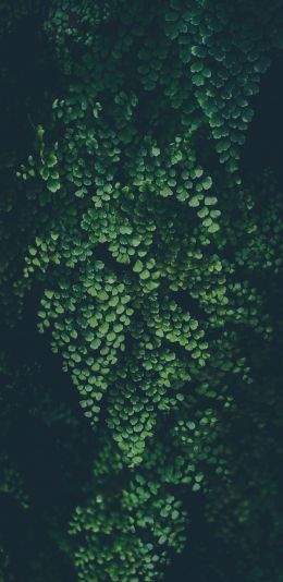 plant, leaves, green wallpaper Wallpaper 1080x2220