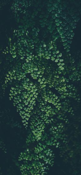 plant, leaves, green wallpaper Wallpaper 1080x2340