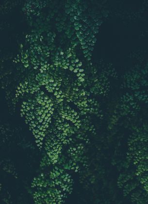 plant, leaves, green wallpaper Wallpaper 4000x5517